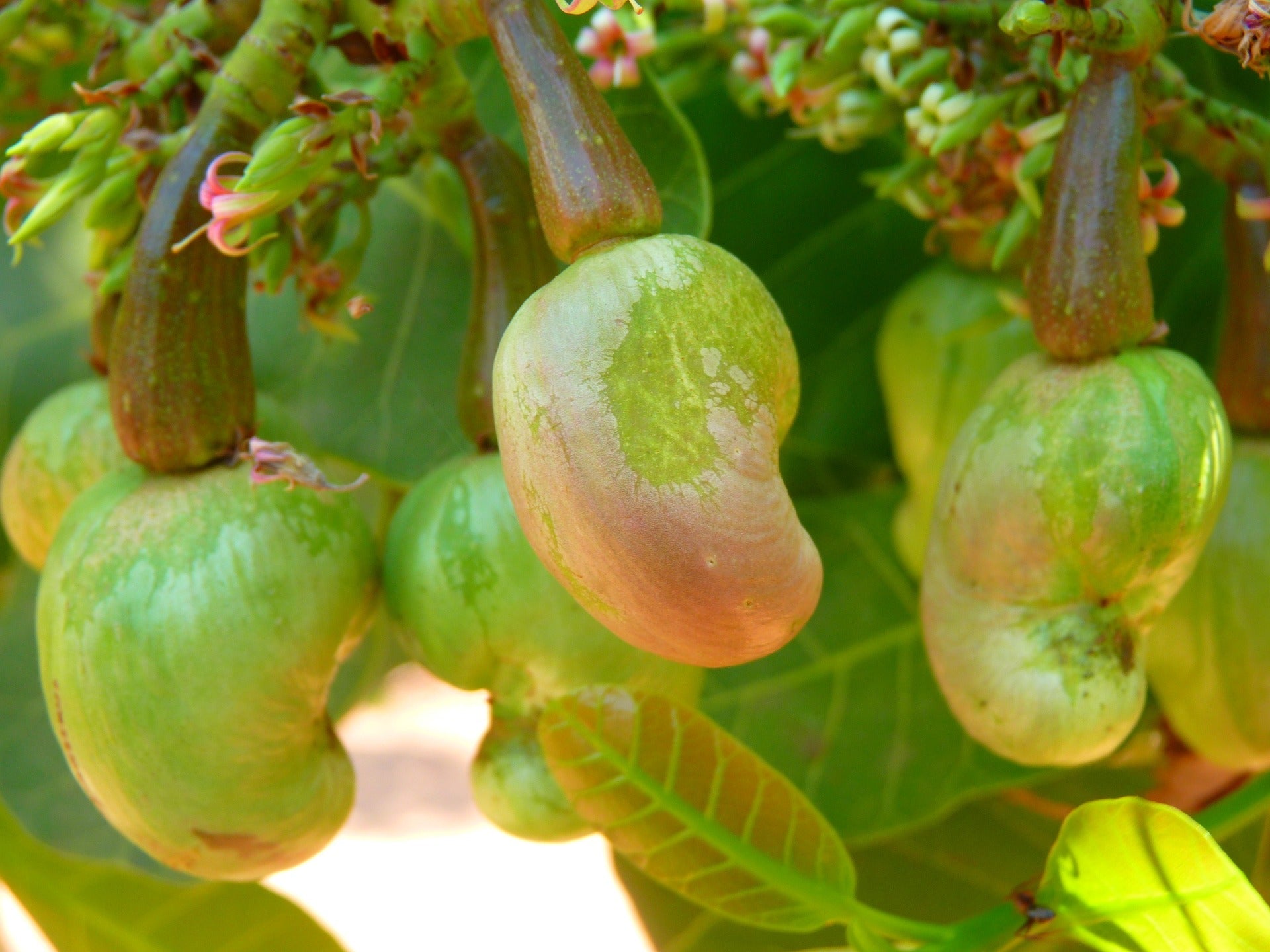 Cashew Anbau🌱 : Der ungeliebte Held der nachhaltigen Landwirtschaft🌍 - Mighty Kashoo