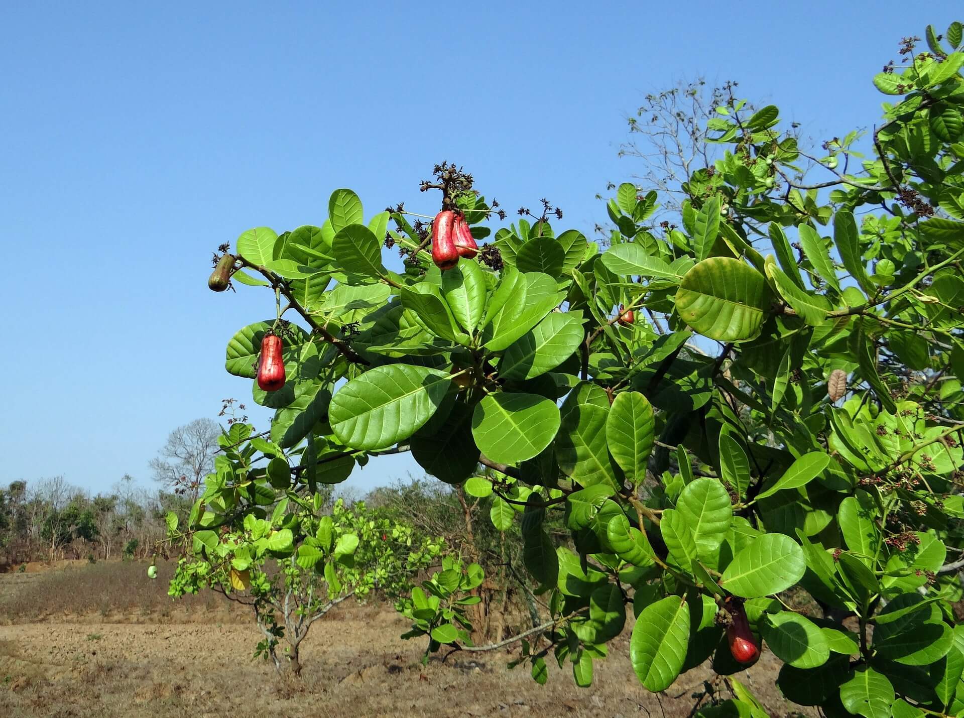 Cashew Anbau in Deutschland🌱: Ein Hauch von Exotik im heimischen Garten? - Mighty Kashoo